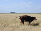 americana... trailers and cows...
